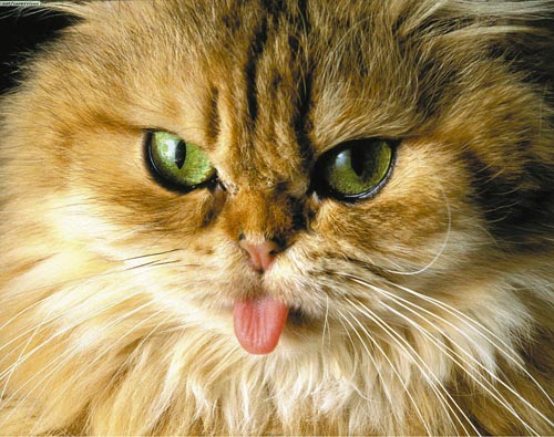 ����������� ����������. ������ 6